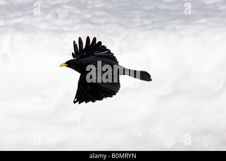 Gracchio alpino o giallo fatturati CHOUGH Pyrrhocorax graculus Spagna settentrionale Foto Stock
