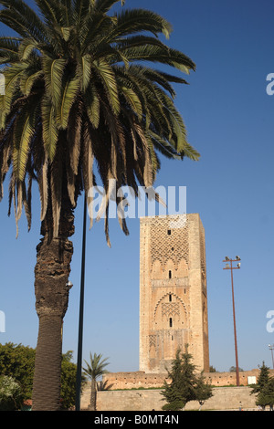 Palm Tree e la torre della Moschea Hassan. Rabat, Marocco Foto Stock