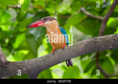 Stork fatturati Kingfisher pelargopsis capensis noto anche come halcyon capensis Foto Stock