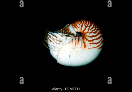 Close-up vista laterale del profilo chambered nautilus tentacoli piscina estesa nel profondo sud Pacifico sfondo nero. Foto Stock