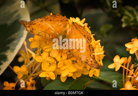 Incrociatore arancione farfalla vindula probabilmente erota alimentazione su un giallo ixora arbusto Foto Stock