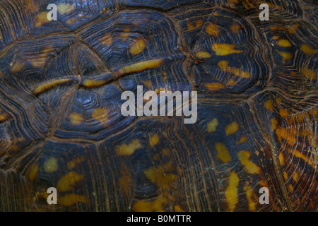 Primo piano del guscio di una scatola orientale di tartaruga. Foto Stock