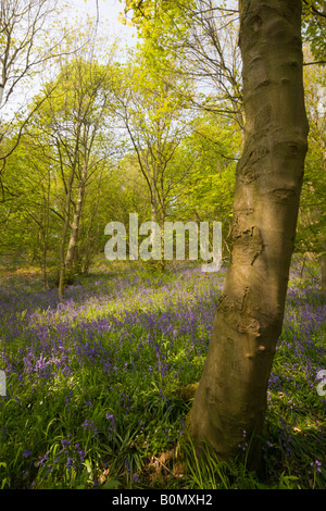 Bluebells e alberi decidui in boschi Houghall, Durham, England, Regno Unito Foto Stock