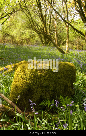 Una primavera vista di un bluebell coperto glade Foto Stock