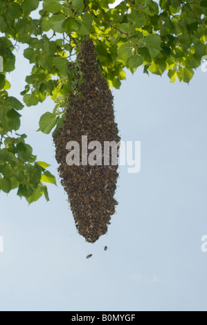 Uno sciame di api mellifere pendente da un tiglio Foto Stock