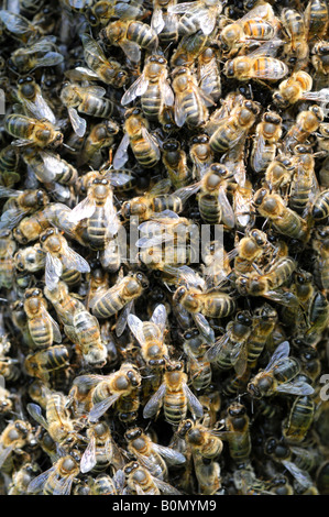 Uno sciame di api mellifere pendente da un tiglio Foto Stock