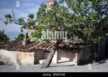 Fig Tree Toscana Foto Stock