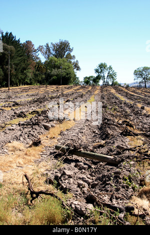 Old vines sono distrutto per fare spazio a nuovi vigneti ad essere piantate. Foto Stock