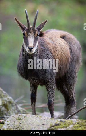 Il camoscio - Rupicapra rupicapra Foto Stock