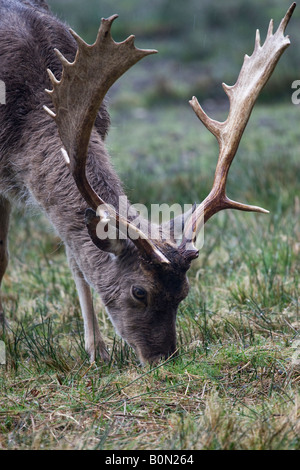 Daini al pascolo Foto Stock