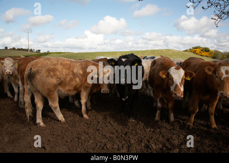 Mandria di vacche con marchi auricolari in un campo sulla giornata di sole in Irlanda del Nord Foto Stock