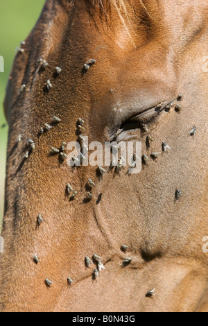 Vola su un cavallo s volto Oxfordshire England Regno Unito Foto Stock