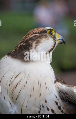 Lugger falcon (Falco jugger) Foto Stock