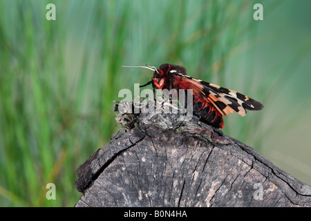 Giardino Tiger Arctia caja falena sul log Potton Bedfordshire Foto Stock