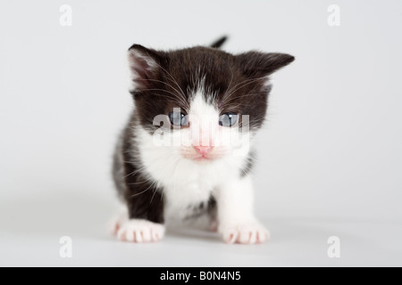 Bianco e nero gattino in piedi su un pavimento isolato Foto Stock
