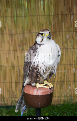 Lugger falcon (Falco jugger) sul pesce persico Foto Stock