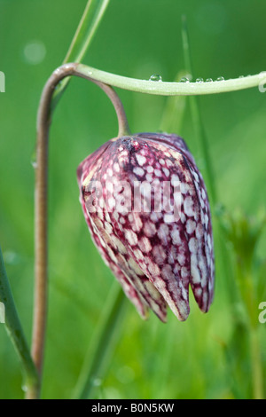 Testa di serpenti, fritillary Fritillaria meleagris Con rugiada. Regno Unito Foto Stock