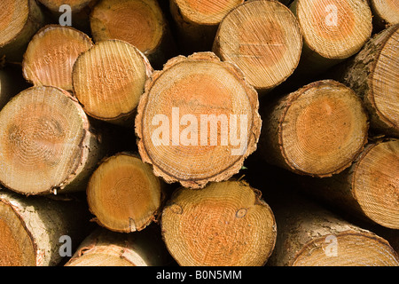 Pila di pino abbattuto logs Foto Stock