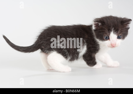 Bianco e nero gattino in piedi su un pavimento isolato Foto Stock