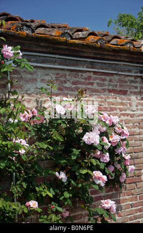 Salendo le rose rosa su un muro di mattoni in un giardino toscano Foto Stock