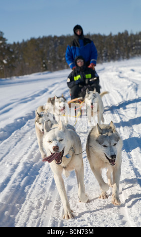 In viaggio con i cani da slitta a cavalcare con siberian husky in Lapponia winterly / Svezia settentrionale Foto Stock