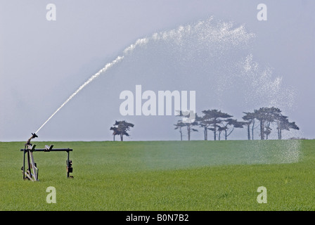 H.T. Bauer rainstar irrigazione sistema sprinkler acquolina in una coltivazione di grano in Oriente Lane, Bawdsey, Suffolk, Regno Unito. Foto Stock