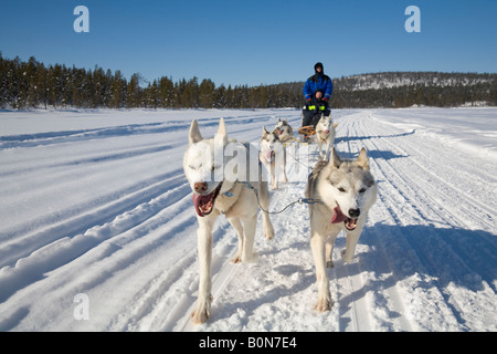 In viaggio con i cani da slitta a cavalcare con siberian husky in Lapponia winterly / Svezia settentrionale Foto Stock