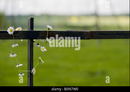 Catena a margherita espulso oltre un recinto di fronte a un parco giochi per i bambini. Regno Unito Foto Stock