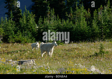 Capre di montagna chevre montagne Oreamnos americanos bovid capra montagna i nevi bovidi mammiferi mammiferi il parco nazionale di Glacier Montaña Foto Stock