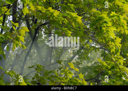 La nebbia tra i rami degli alberi Foto Stock