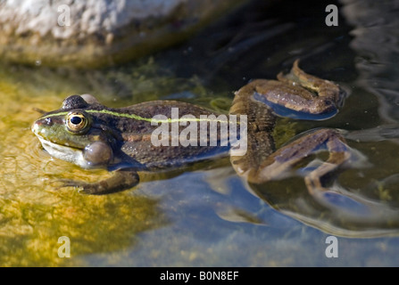 Frog chiamando il partner per l'accoppiamento. Foto Stock