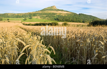 Un campo di grano sotto Roseberry Topping, vicino grande Ayton in North Yorkshire, Regno Unito Foto Stock