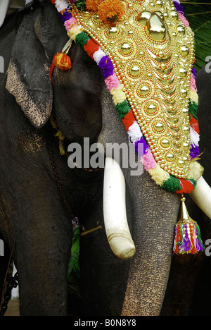 Un elefante decorato durante il festival tempio kerala India Foto Stock
