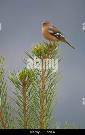 Fringuello Fringilla coelebs maschio adulto Speyside Scozia Scotland Foto Stock