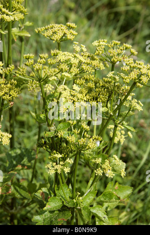 Alexanders Smyrnium olusatrum Apiaceae Umbelliferae Foto Stock
