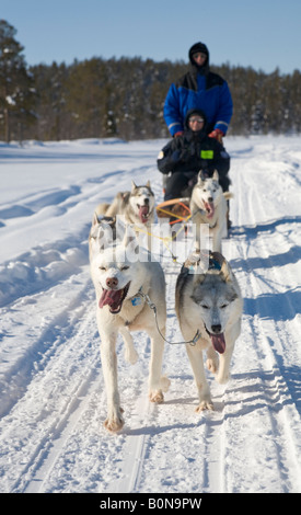 In viaggio con i cani da slitta a cavalcare con siberian husky in Lapponia winterly / Svezia settentrionale Foto Stock