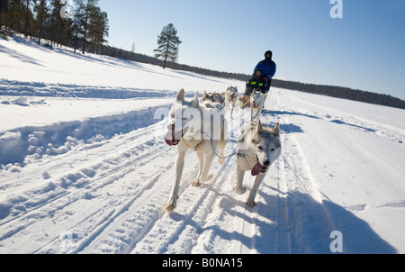 In viaggio con i cani da slitta a cavalcare con siberian husky in Lapponia winterly / Svezia settentrionale Foto Stock