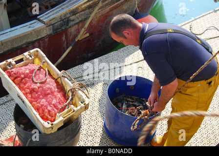 I pescatori di cattura di scarico sulla banchina di Weymouth Harbour, Weymouth Dorset, England, Regno Unito Foto Stock