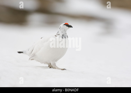 Pernice bianca Lagopus mutus maschio nel piumaggio invernale in snow Cairngorms Scozia Scotland Foto Stock