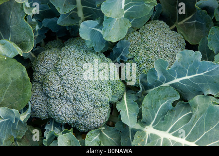 Corone di broccoli crescente sulla pianta. Foto Stock