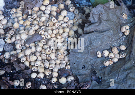 Mouse di legno (Apodemus sylvaticus) Segno. Mangiati i dadi. Foto Stock