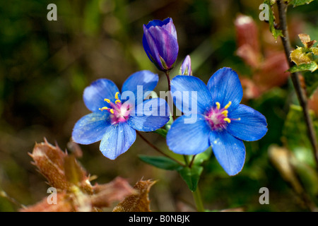 Blooming Anagallis arvense Scarlet Pimpernel fiori Foto Stock