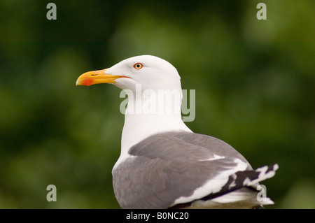 Aringa Gabbiano (Larus argentatus) Foto Stock