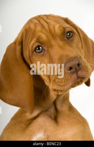 Foto di stock di due mese vecchio ungherese Vizsla cucciolo contro uno sfondo bianco Foto Stock