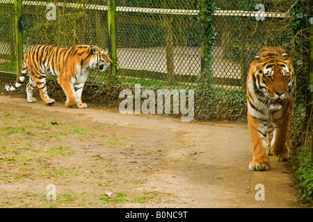 Tigre Siberiana camminando verso di te Foto Stock