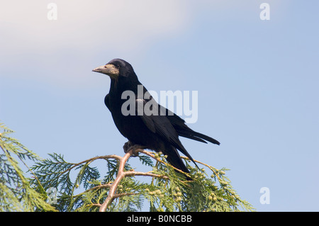 Rook (Corvus frugilegus) Foto Stock