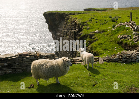 Pecore sul confine di una scogliera, Isola di Noss, isole Shetland, Scotland, Regno Unito Foto Stock