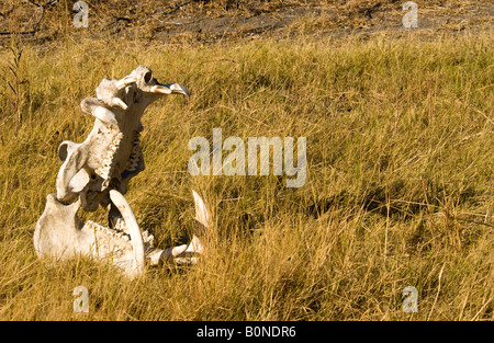 Intatto tutto il teschio di ippopotamo Hippopotamus amphibius compresi denti bocca aperta in marrone campo di erba Okavango Delta Botswana Africa Foto Stock