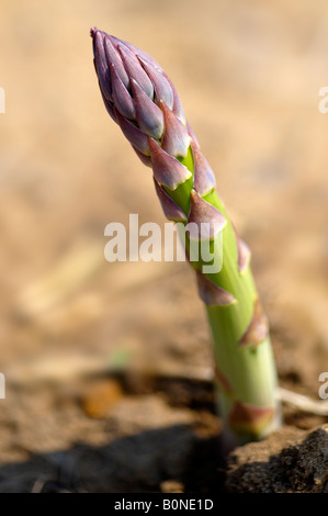 Gli asparagi crescono nel terreno Foto Stock