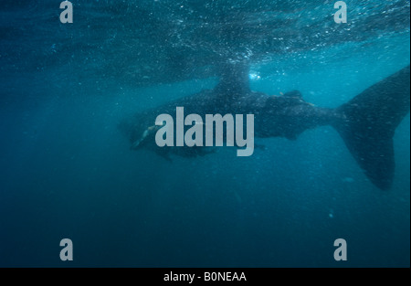 Squalo Balena (chondrichthyes elasmobrachii), La Paz Messico Foto Stock
